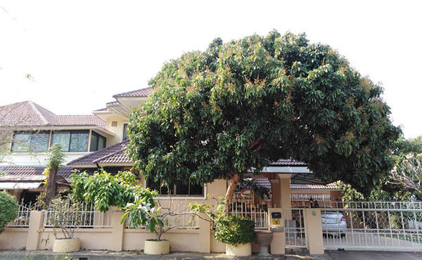 🏠ให้เช่าบ้านสองชั้น นอกโครงการ พื้นที่กว้าง ร่มรื่นเป็นส่วนตัว✨A6-H0252